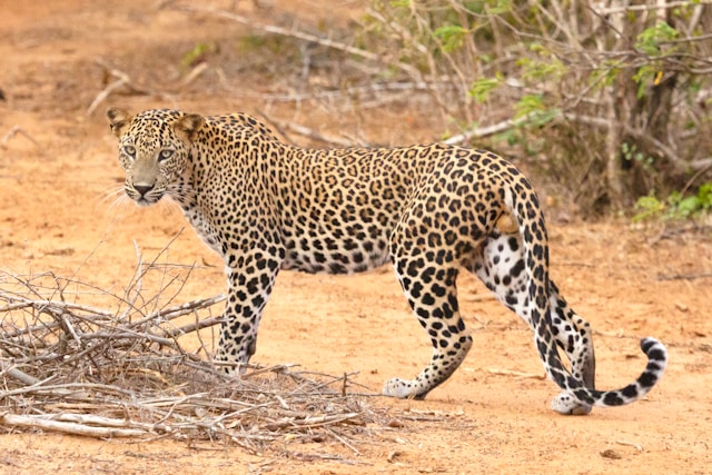 leopard, yala national park