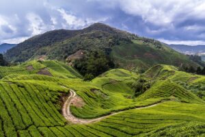cameron highlands