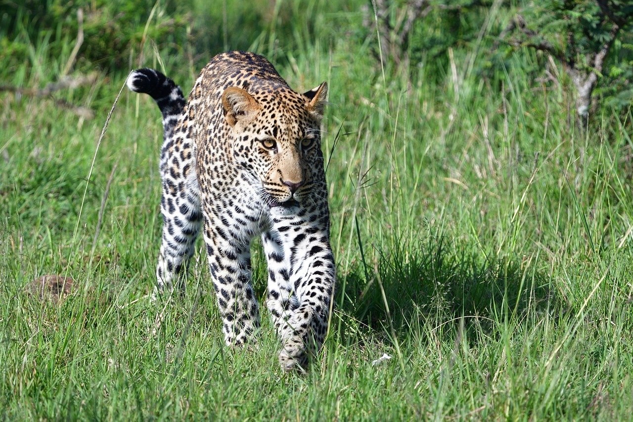 Masai Mara vs Serengeti: Which African Safari Is Right for You